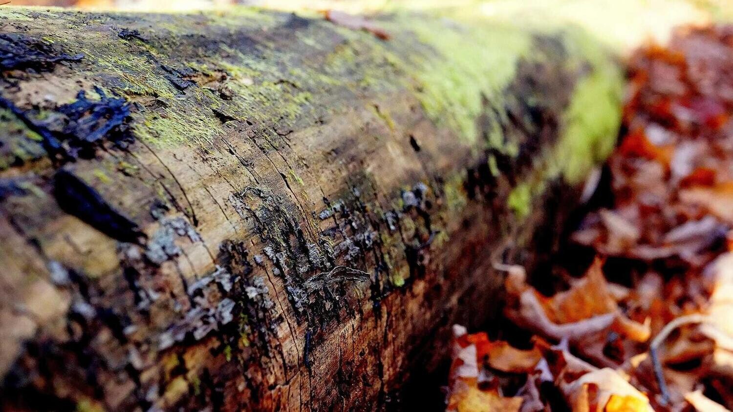 product_21843, Size: Large, Color: Pink