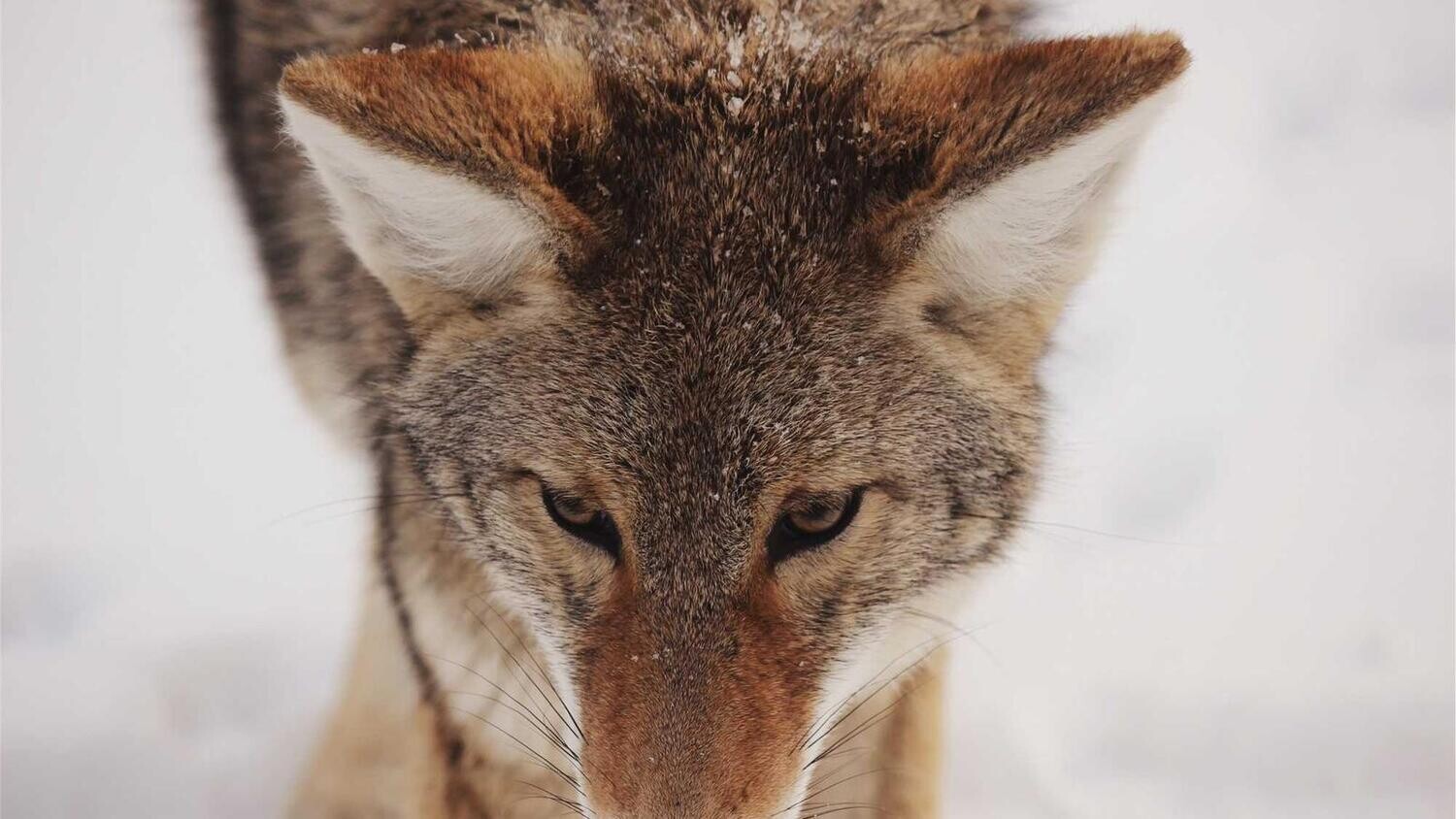 product_21744, Size: Large, Color: Pink