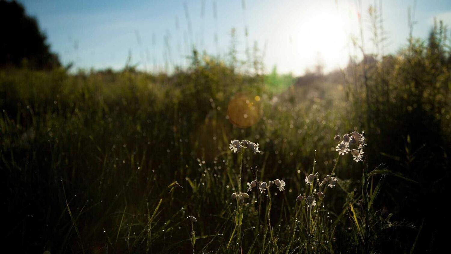 product_4685, Size: Large, Color: Pink