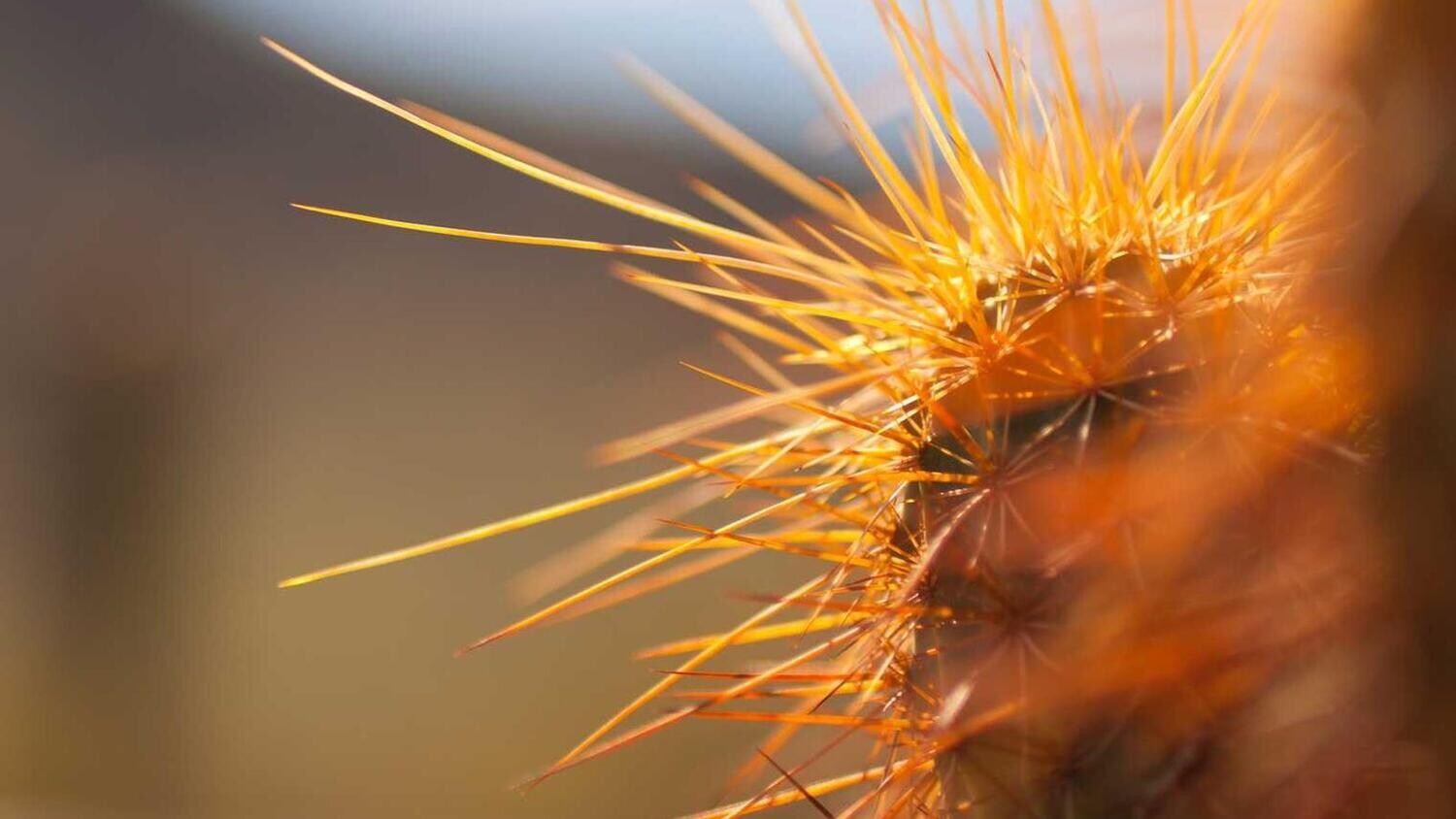 product_46427, Size: Large, Color: Pink