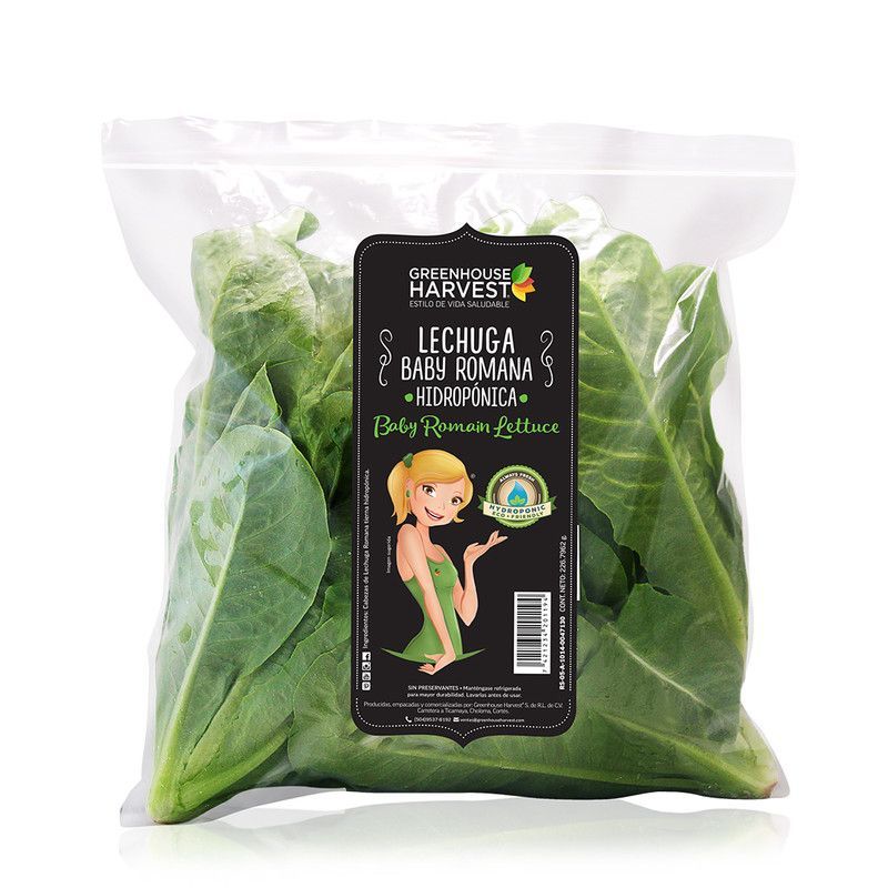 Baby Romana Hipodromica