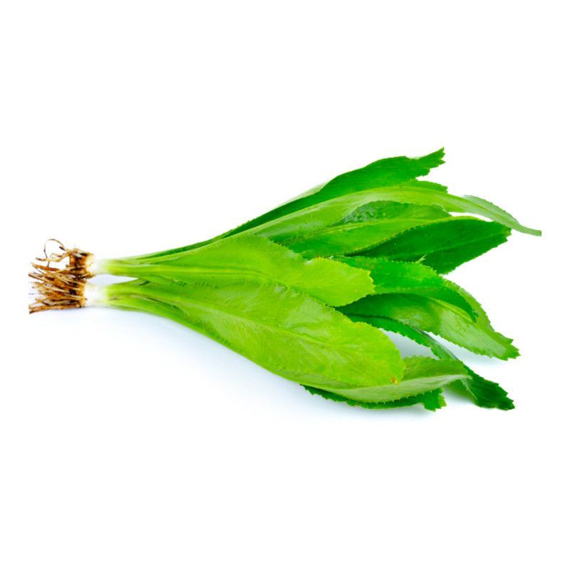 Culantro De Pata U