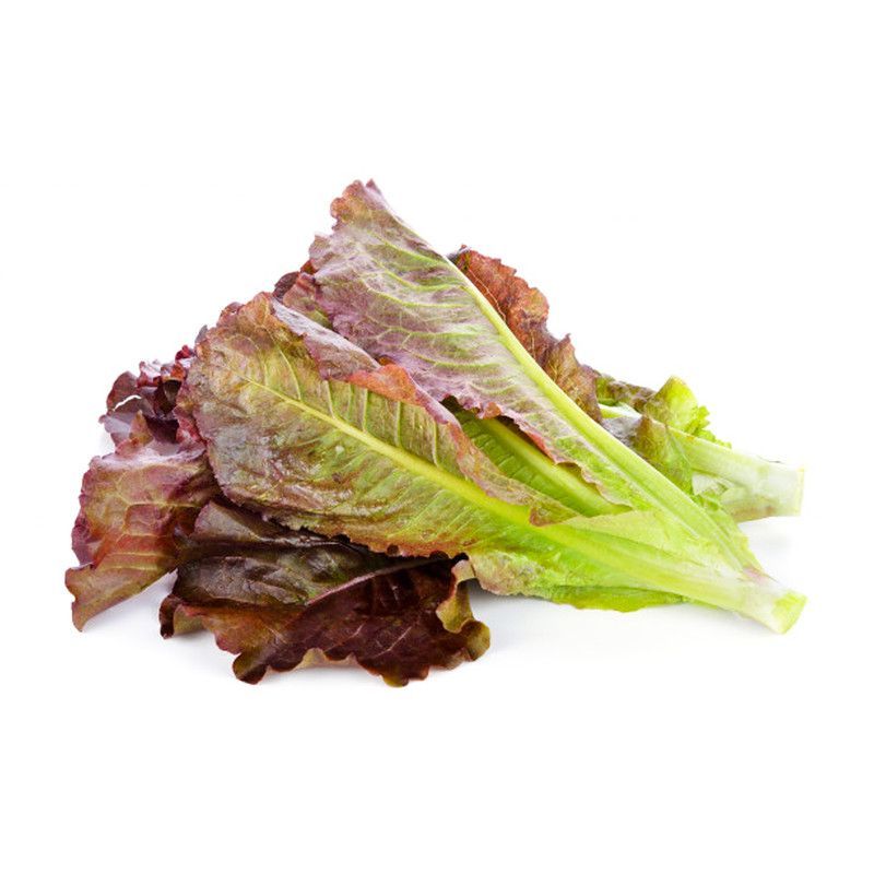 Escarola Morada   Unidad