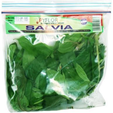 Salvia