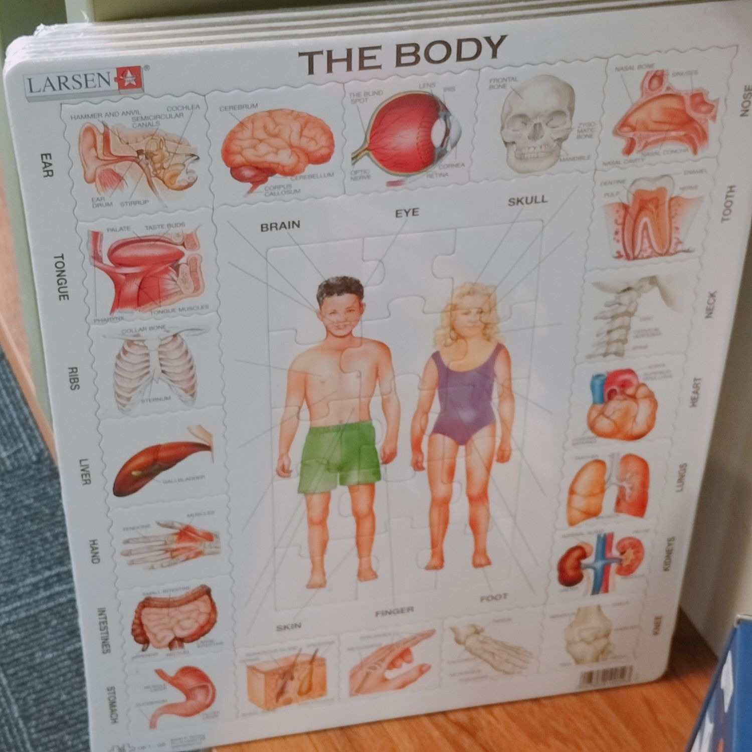 Our Body Jigsaw Puzzle