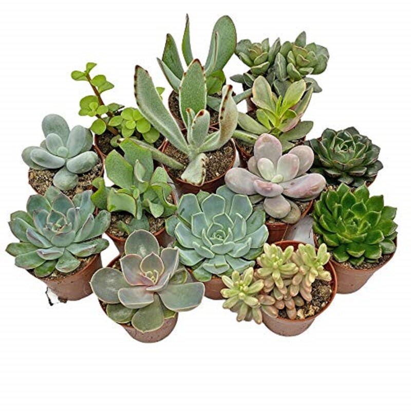 CACTI/SUCCULENTS MIXED (5 OF EACH) 5.5CM SELECT