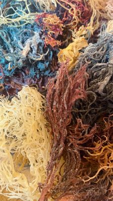 Multi Colored Wildcrafted Sea Moss From the pristine waters St Lucia