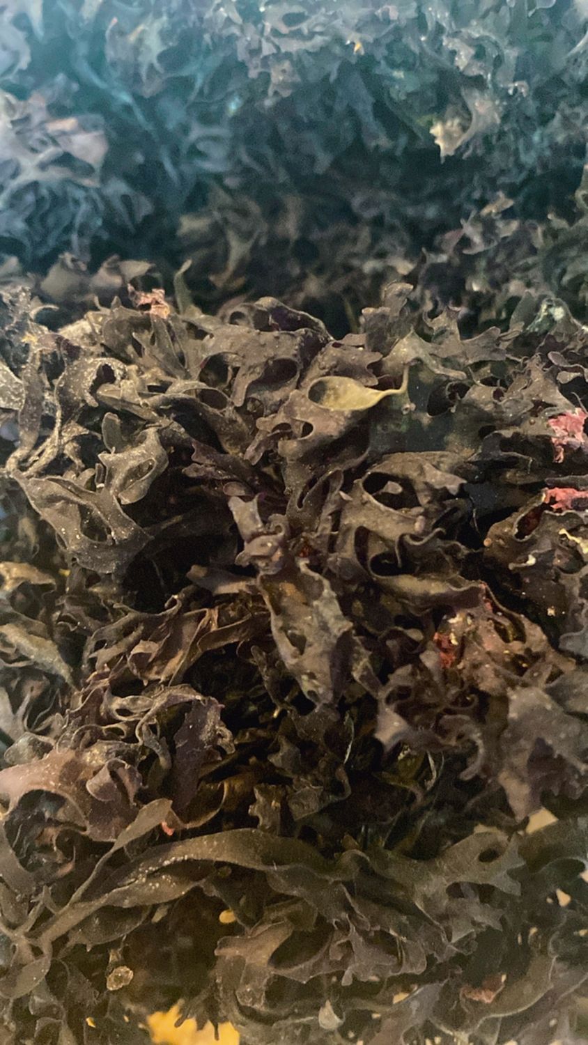Wildcrafted Purple Chondrus Crispus Sea Moss