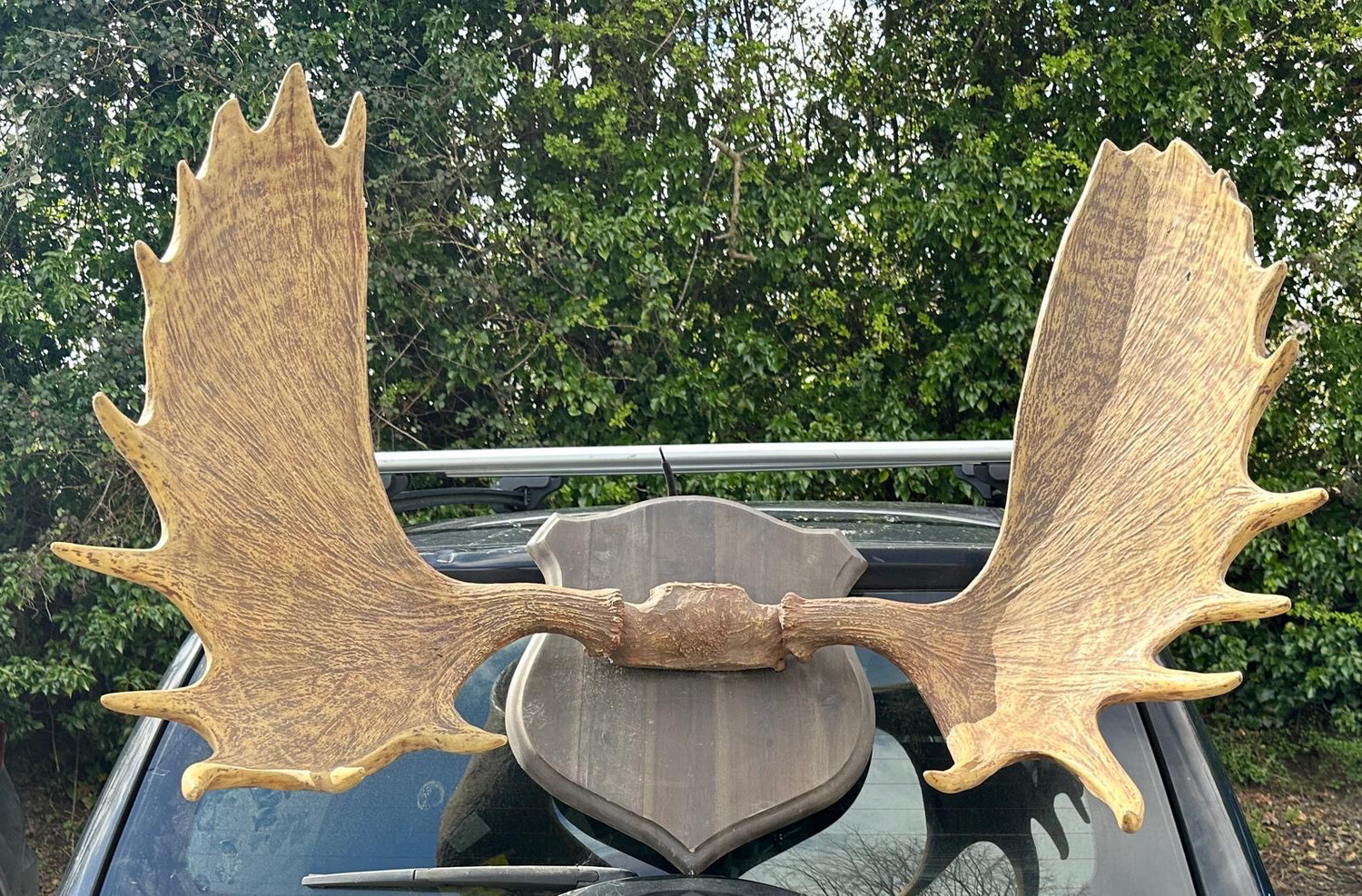 Irish Elk Antlers