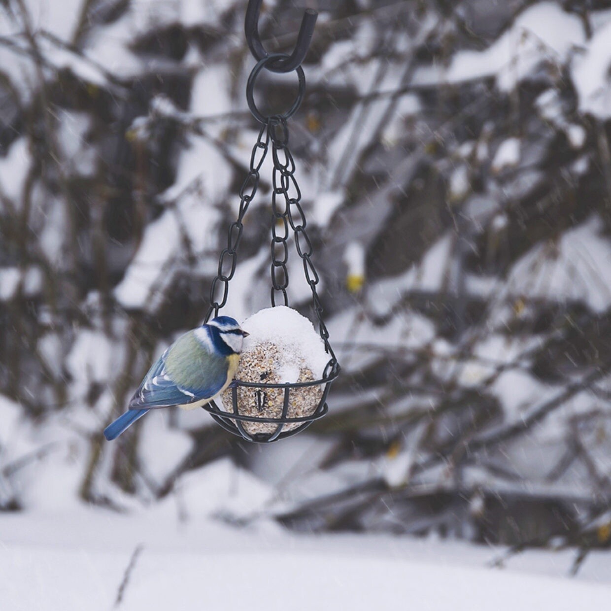 Vetbolhouder half open vogels