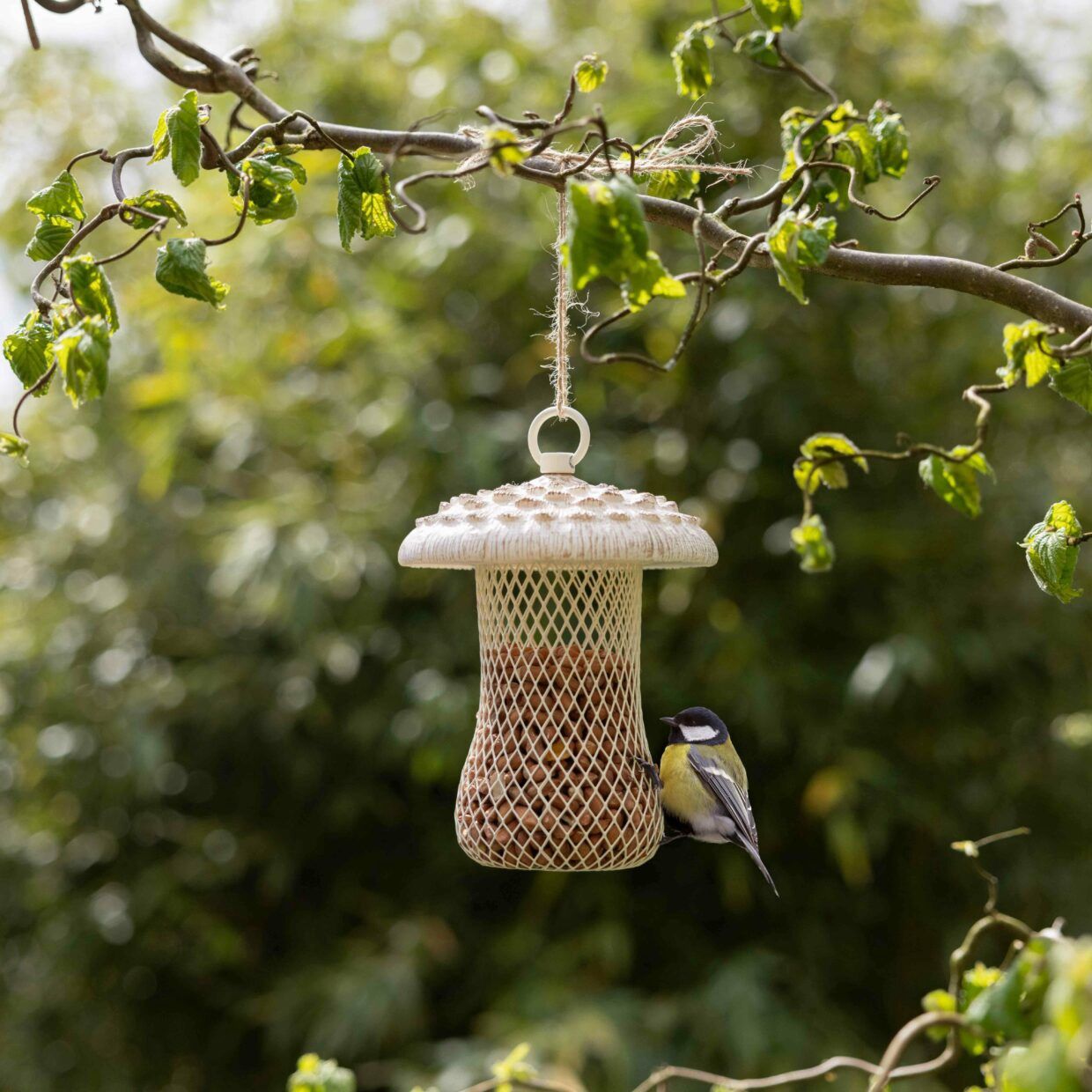 Voedersilo parasolzwam vogels
