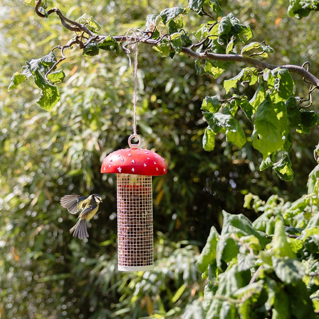 Vliegenzwam noten- silo vogels