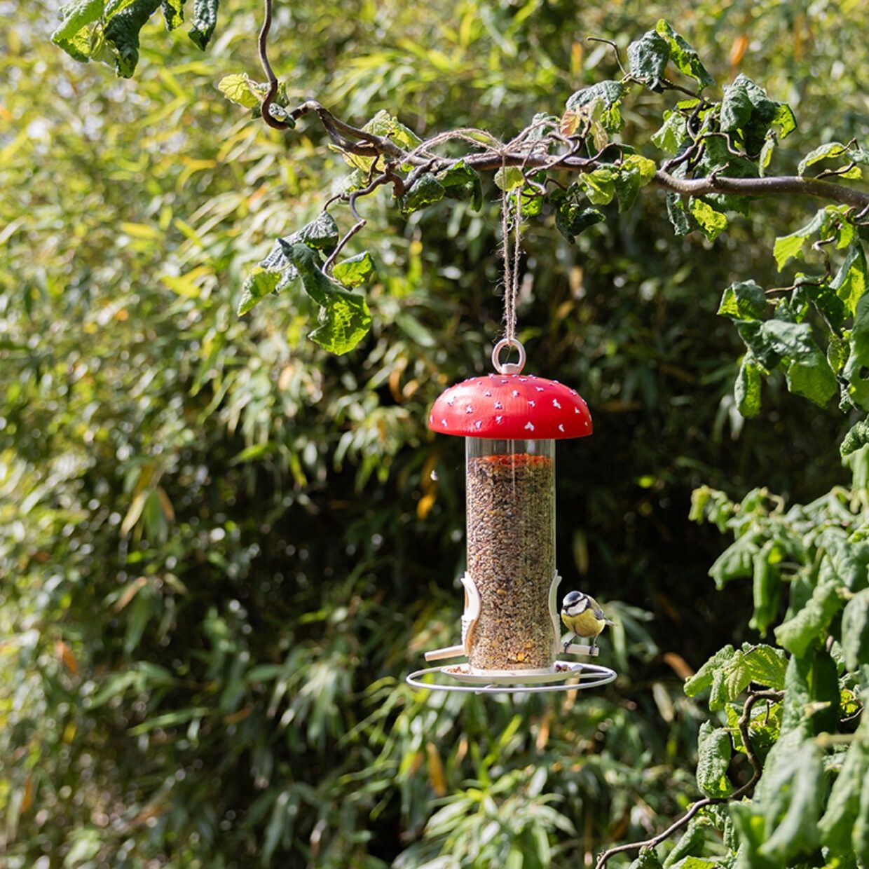 Vliegenzwamvoedersilo vogels