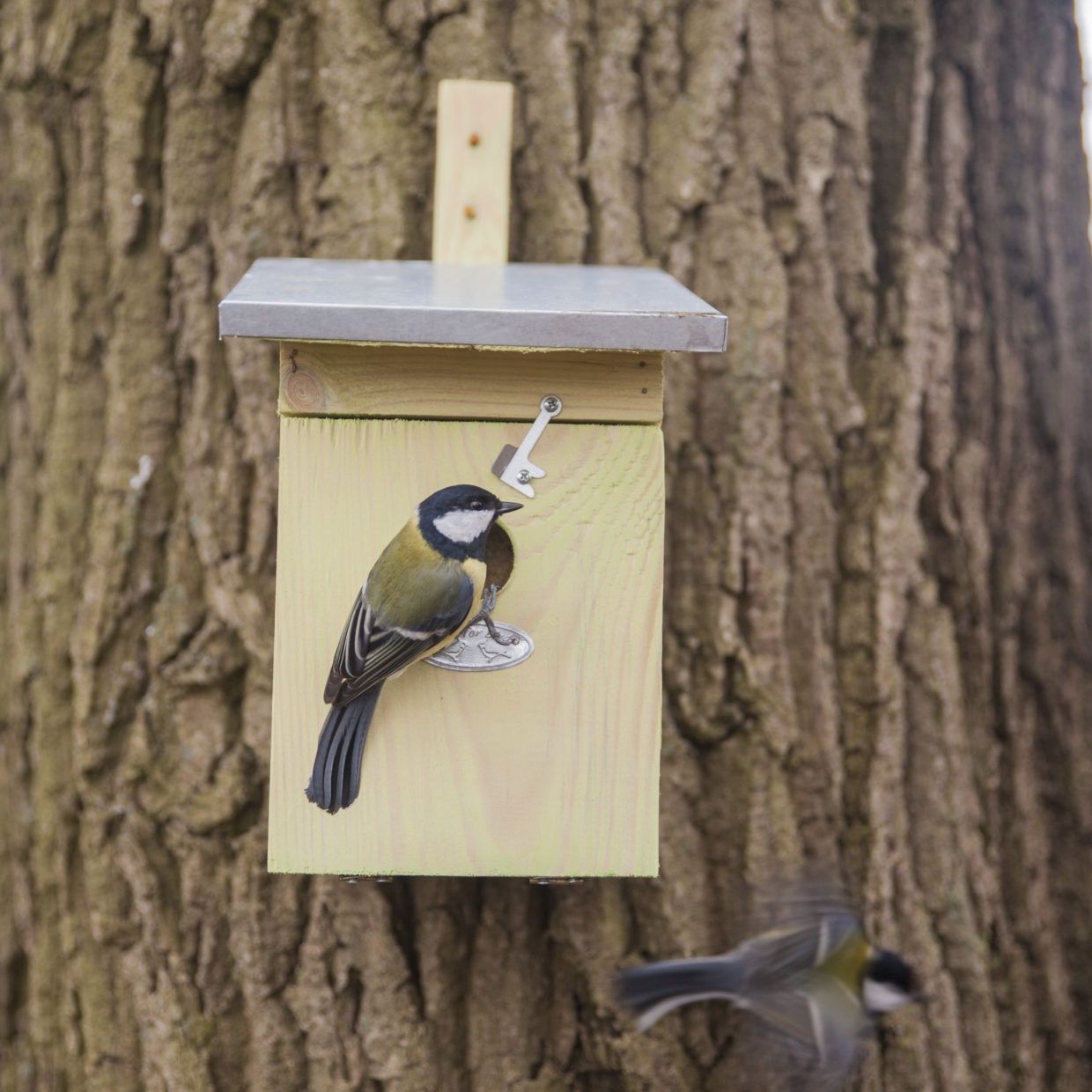 Nestkast koolmees vurenhout
