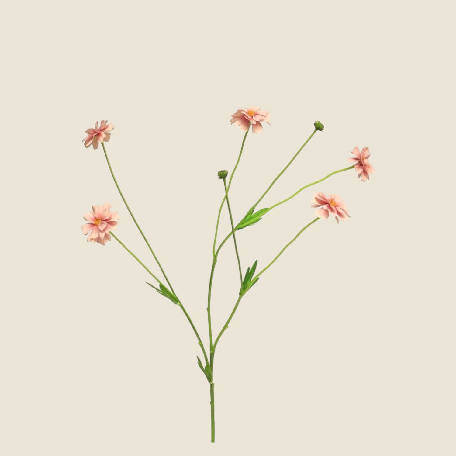 Zijden bloem &#39;Centaurea Madelon&#39; · pink