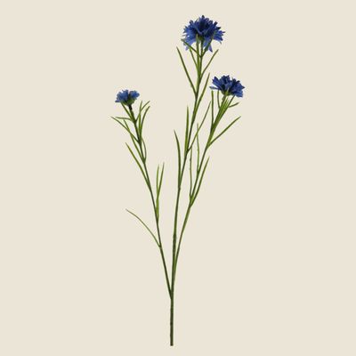 Zijden bloem &#39;Centaurea&#39; · blue
