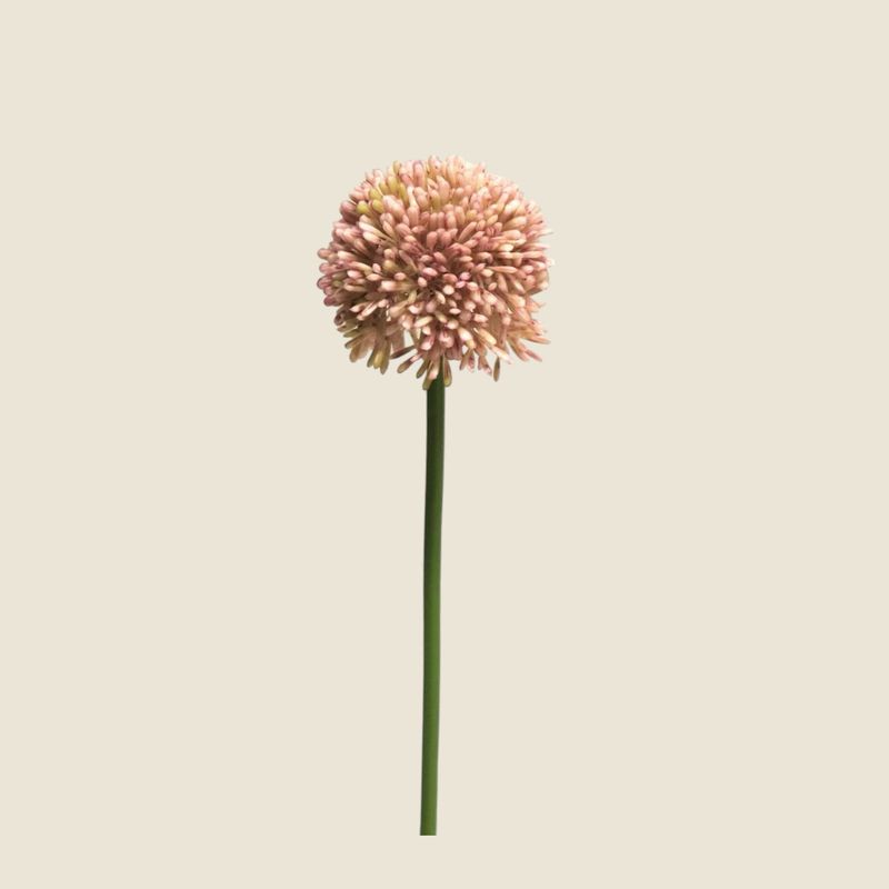 Zijden bloem 'Allium globemaster' · pink