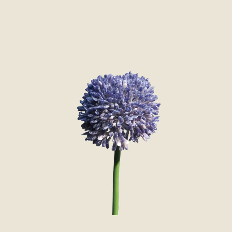 Zijden bloem 'Allium globemaster' · blue