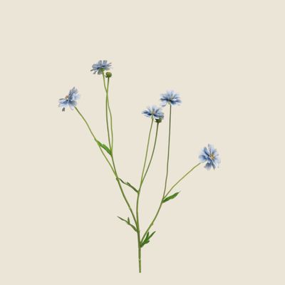 Zijden bloem &#39;Centaurea Madelon&#39; · blue