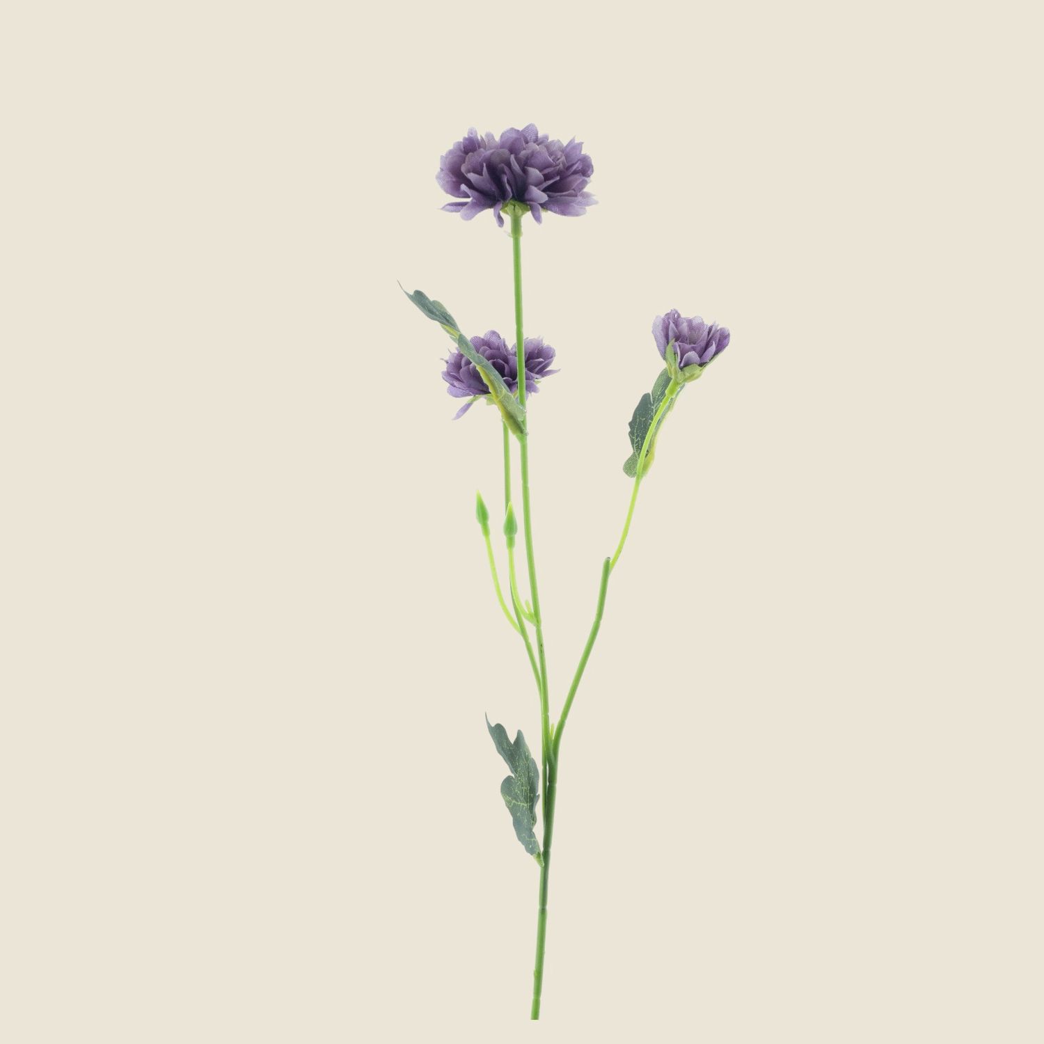 Zijden bloem &#39;Dendranthema&#39; · purple