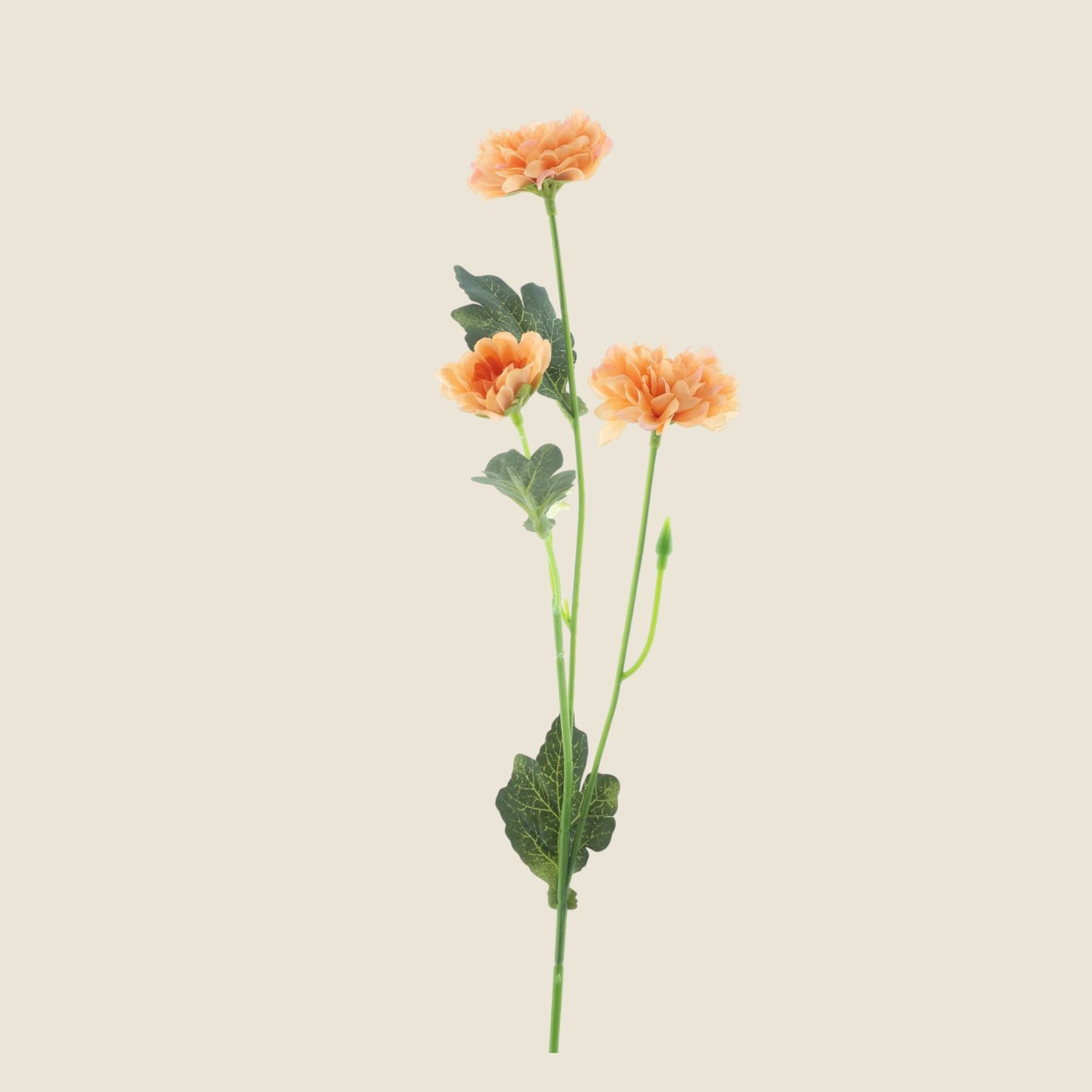 Zijden bloem &#39;Dendranthema&#39; · orange