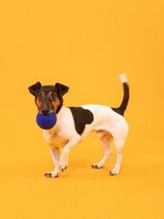 Fine &amp; Isa Ballenset · honden speelgoed