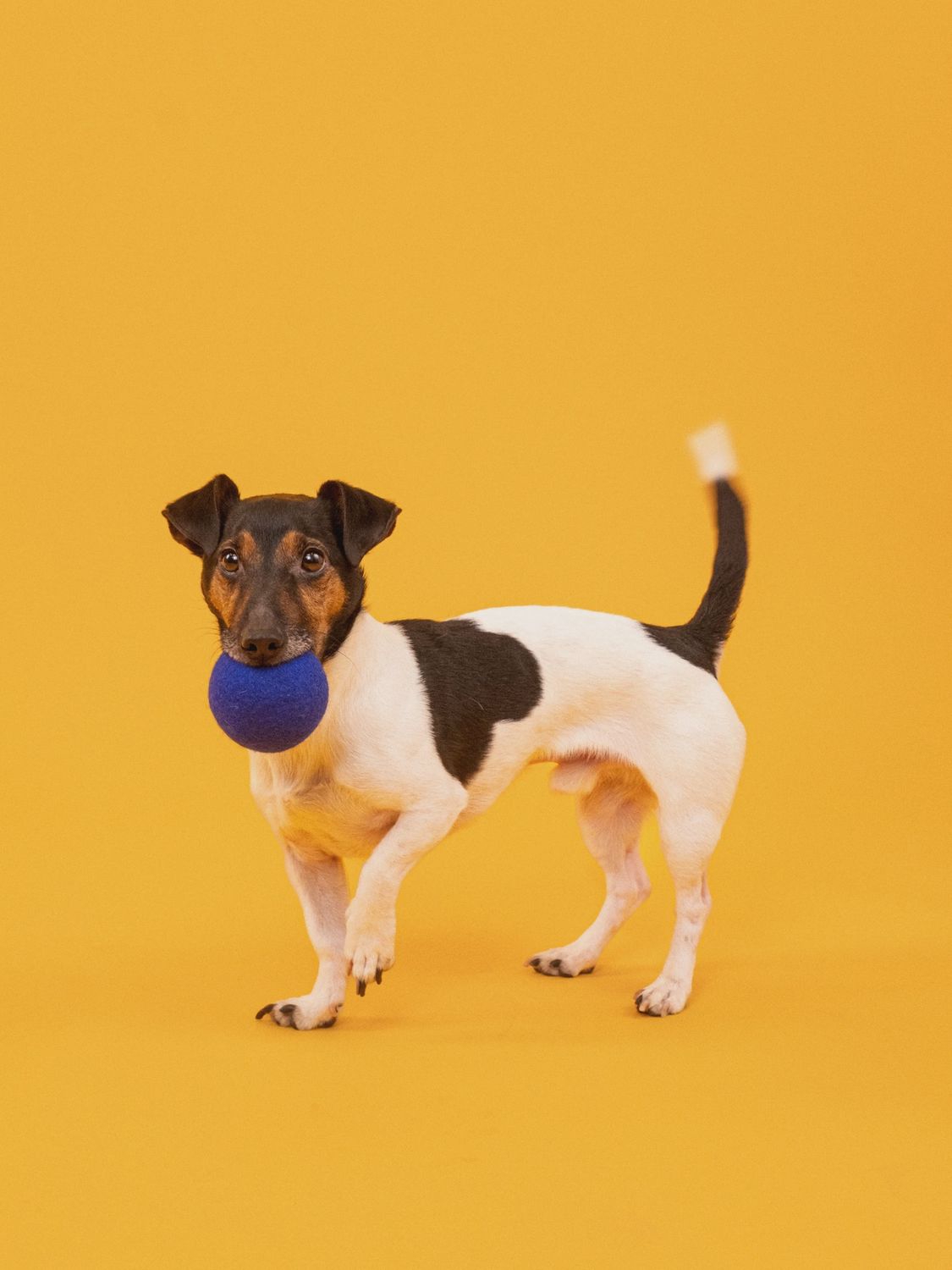Mats &amp; Marla Ballenset  · Honden speelgoed