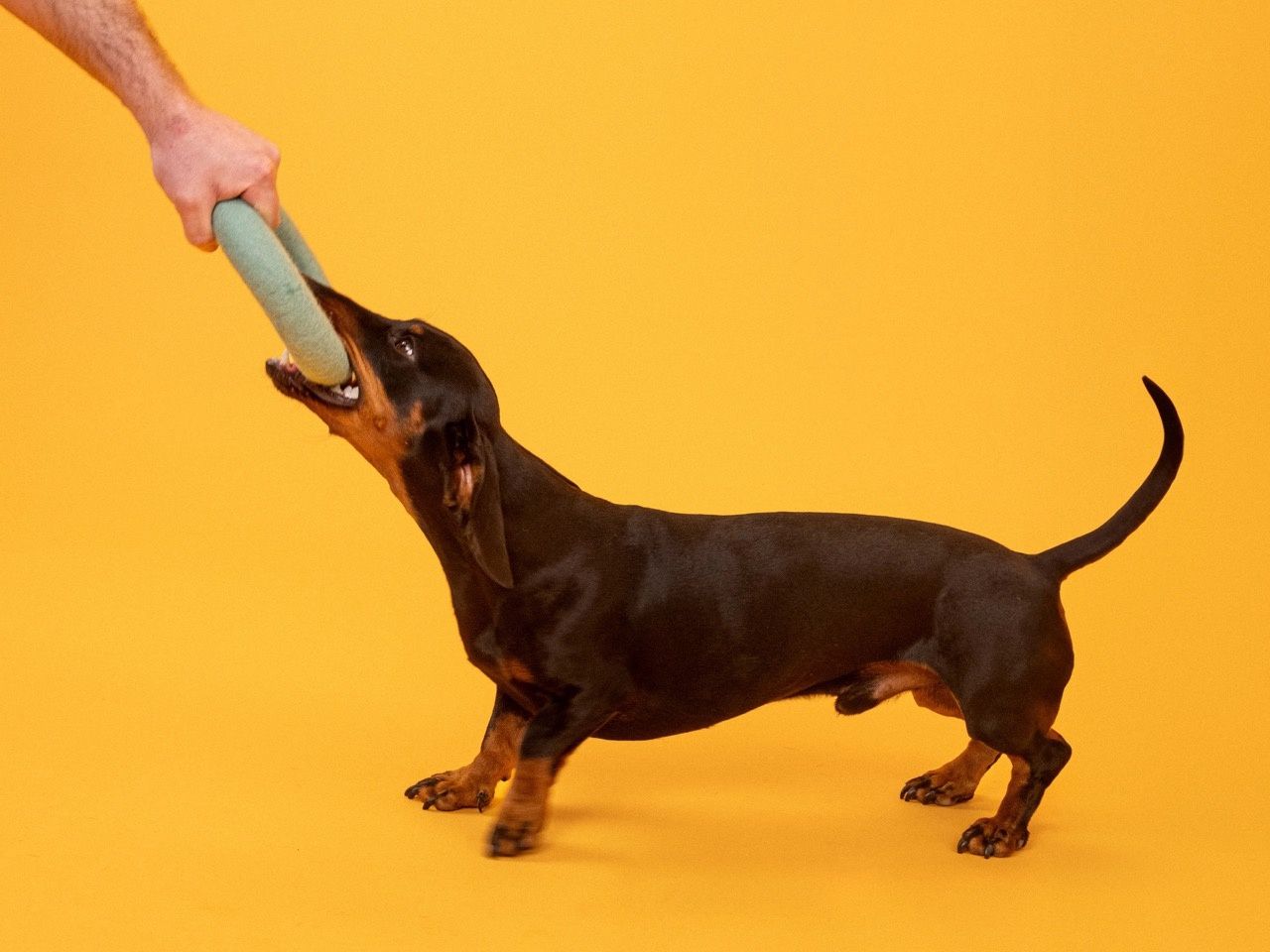 Fine &amp; Isa Ring · honden speelgoed