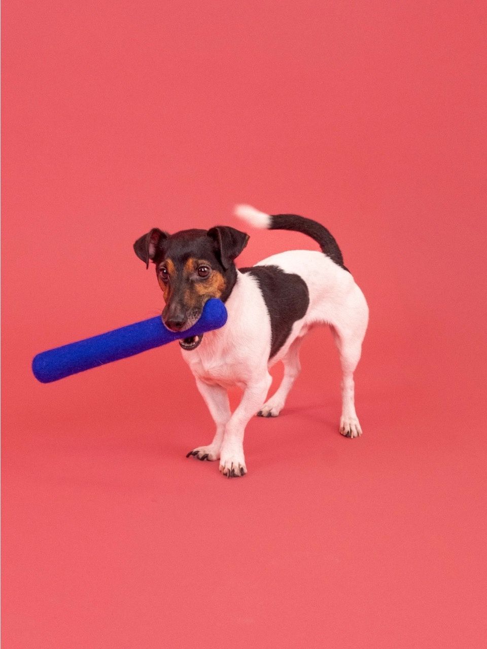 Isa Stok · honden speelgoed