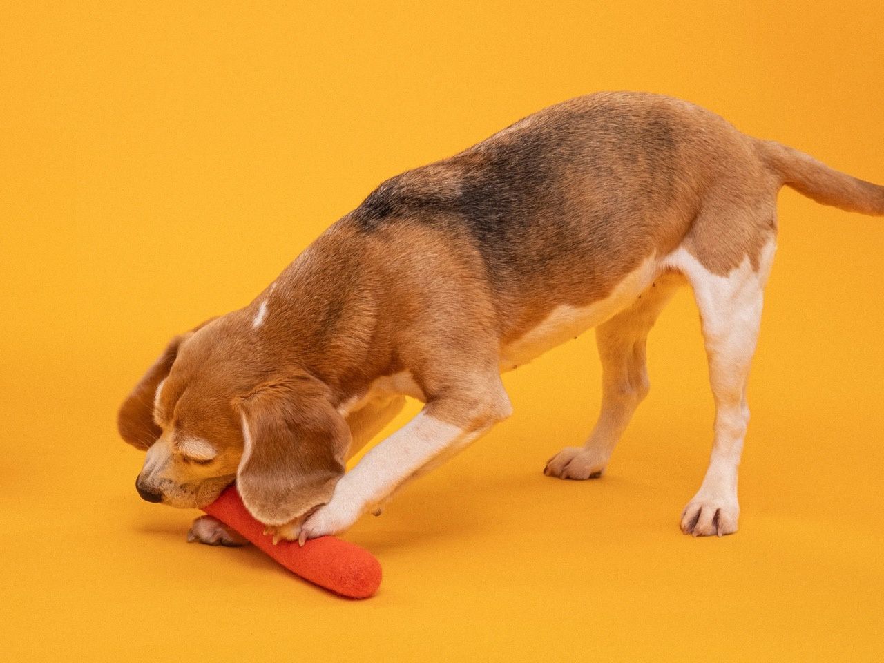 Mats Stok · honden speelgoed