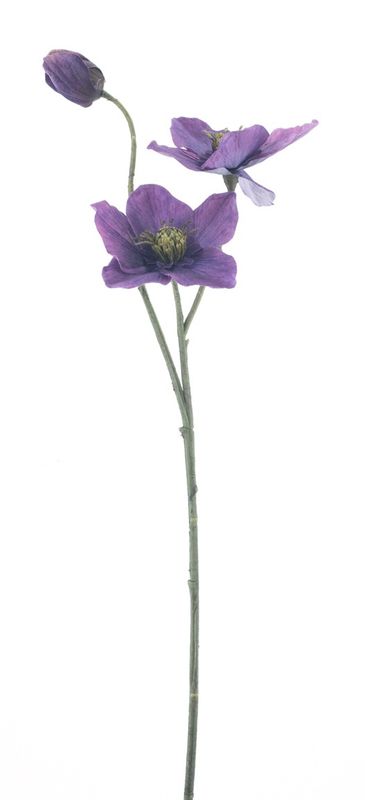 Zijden bloem 'Helleborus Caseros' · paars