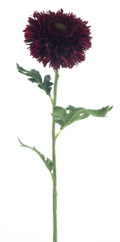 Zijden bloem 'Wild Gerbera' · Burgundy