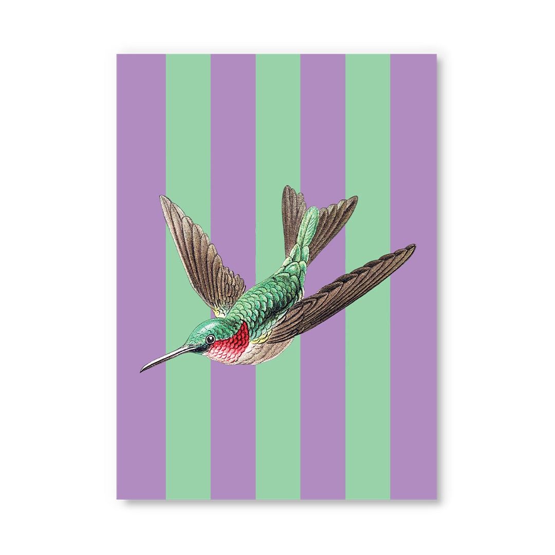 Postcard · Striped Hummingbird