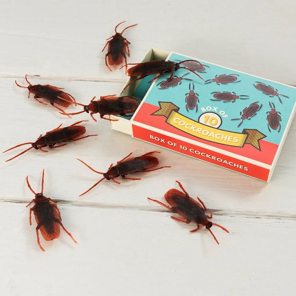 REX · Doos met 10 kakkerlakken