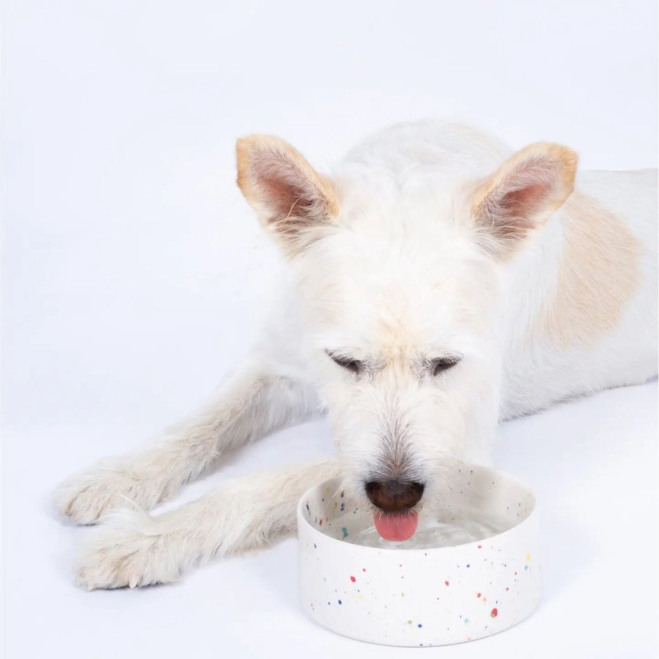 Egg Back Home · Pet Bowl 14cm Wit