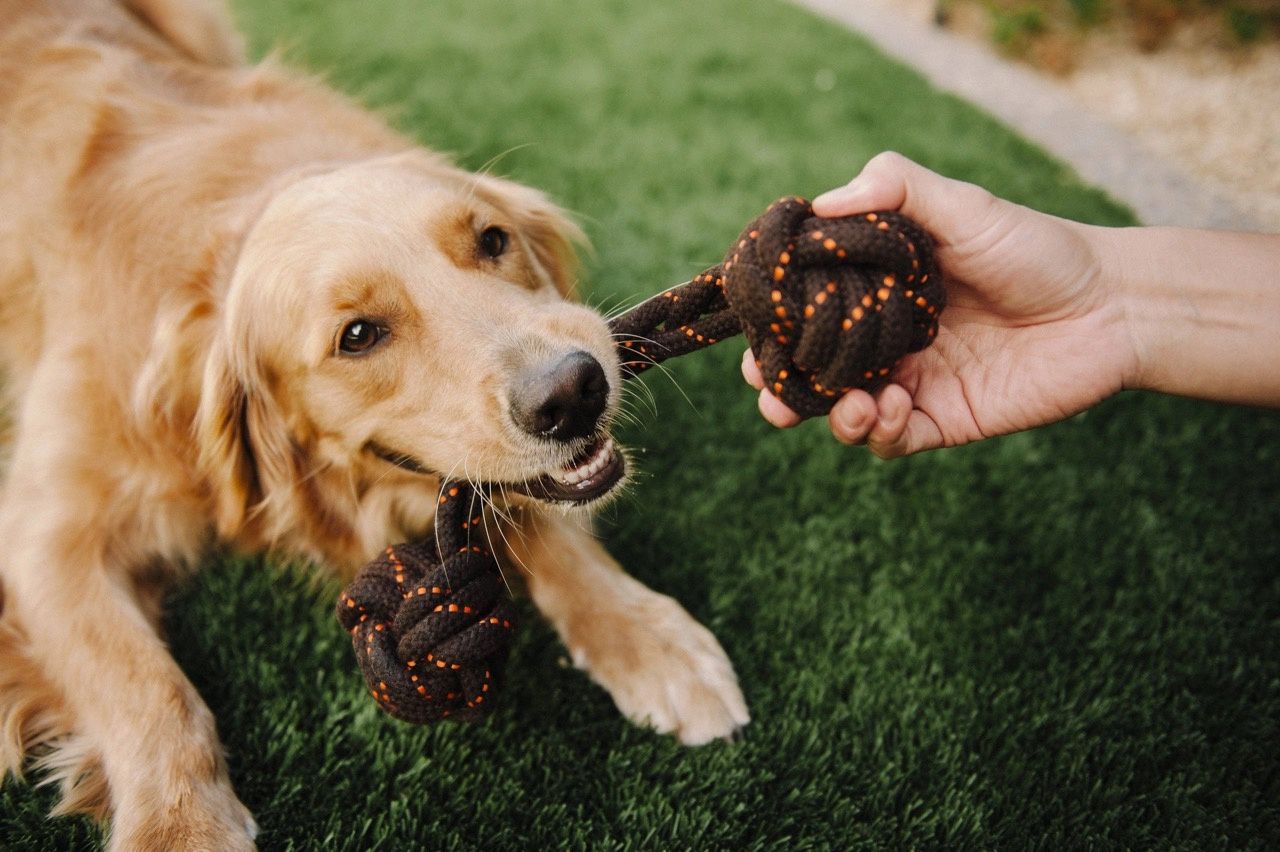 Only An Ocean Europe · Honden speeltje 'Halter Touw Speelgoed - L'