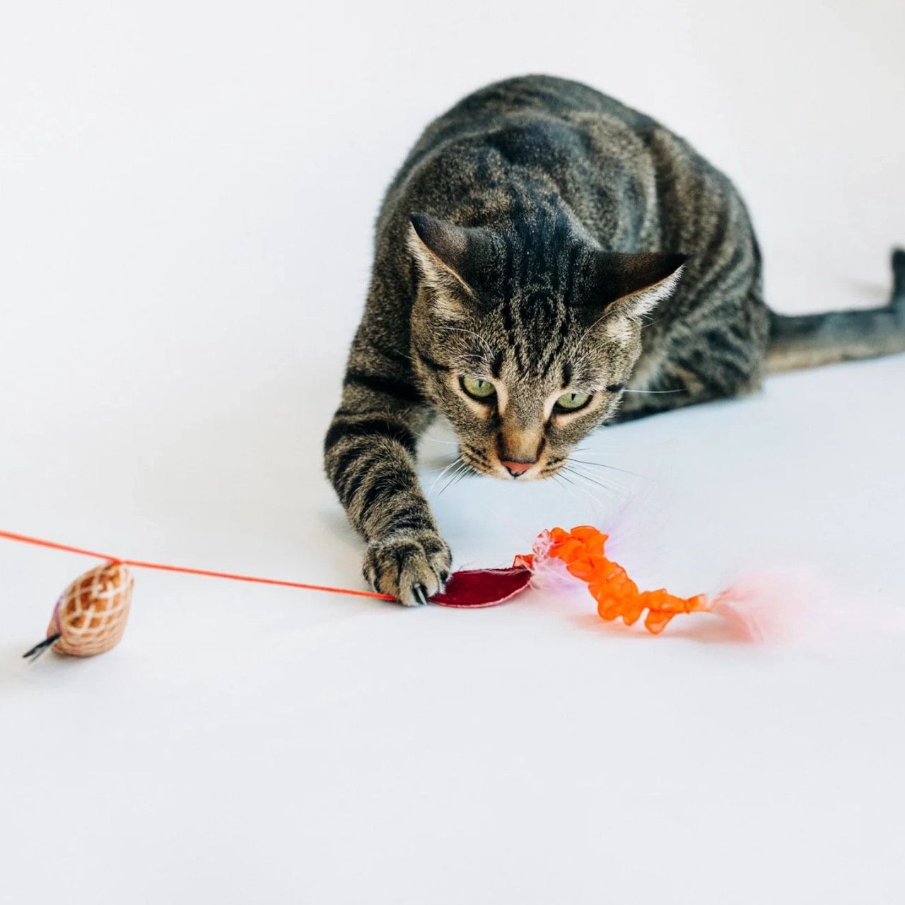 Only An Ocean Europe · Feline Frenz - Kattenhengelspeeltje 'Salami'