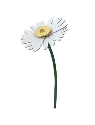 Studio ROOF · Everlasting Flowers - Daisy
