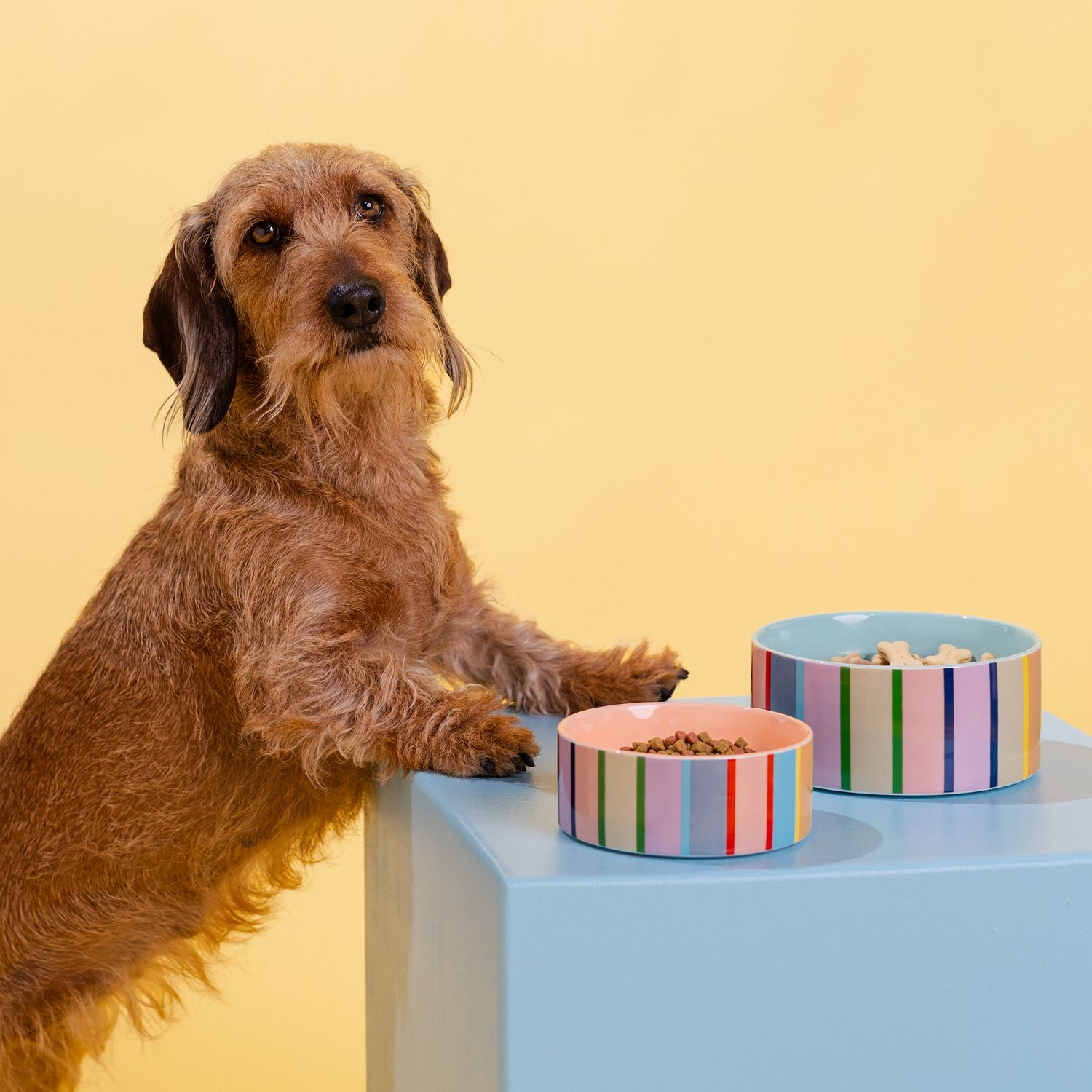 Remember · Pet bowl Titus S