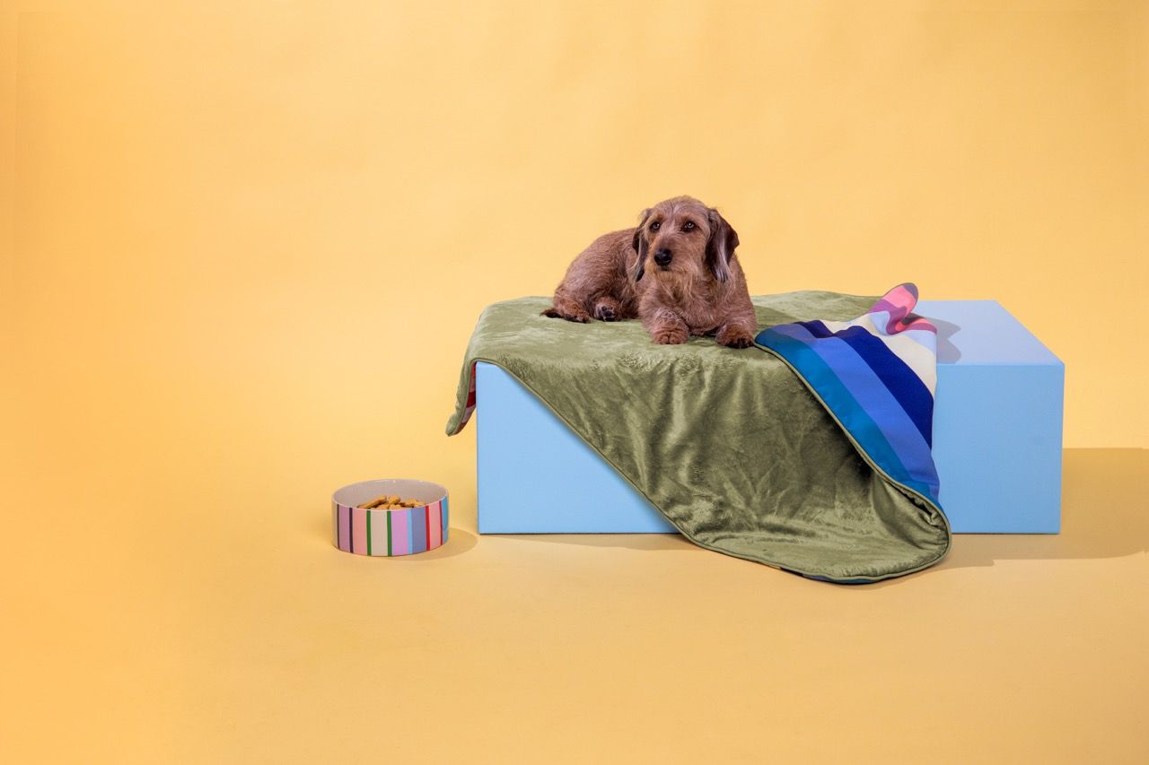 Remember · Pet bowl Titus L