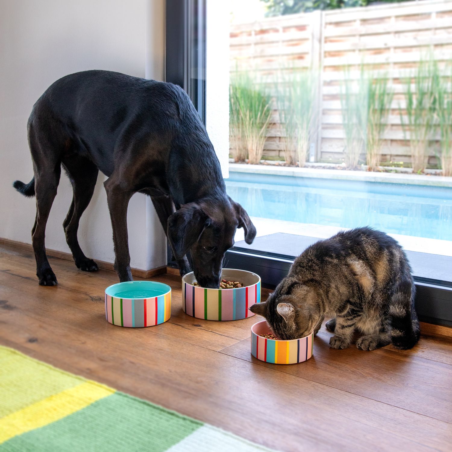 Remember · Pet bowl Titus M