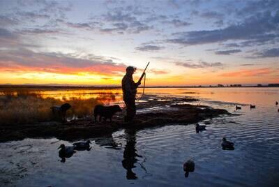 Waterfowl