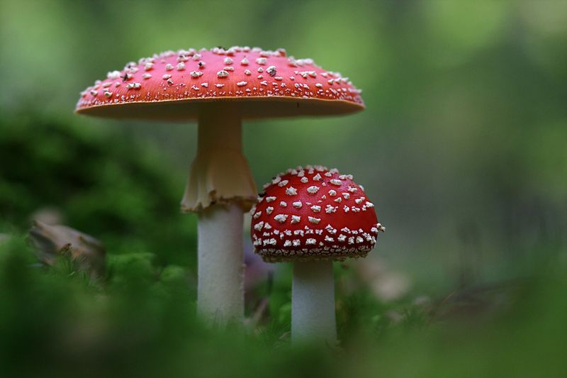 2026 Intensive: Amanita