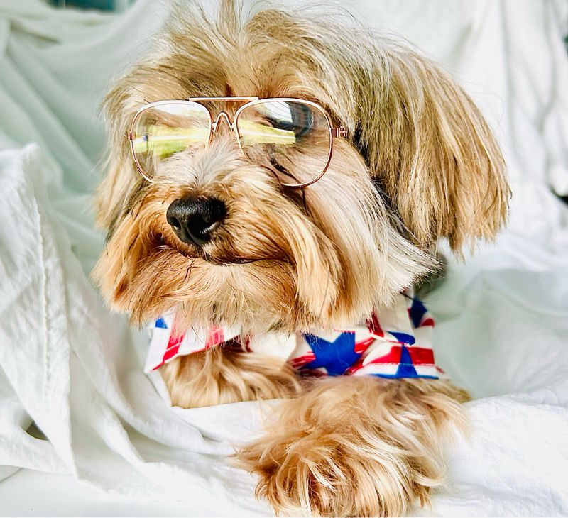 SMALL PET GLASSES