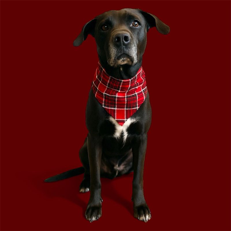 CHRISTMAS CHECKER BANDANA