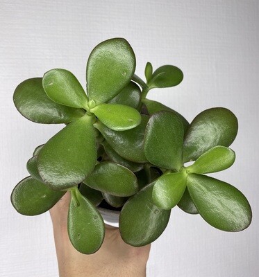 Crassula ovata (arbre de jade)