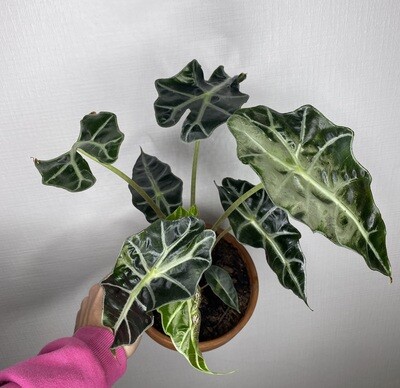 Alocasia polly