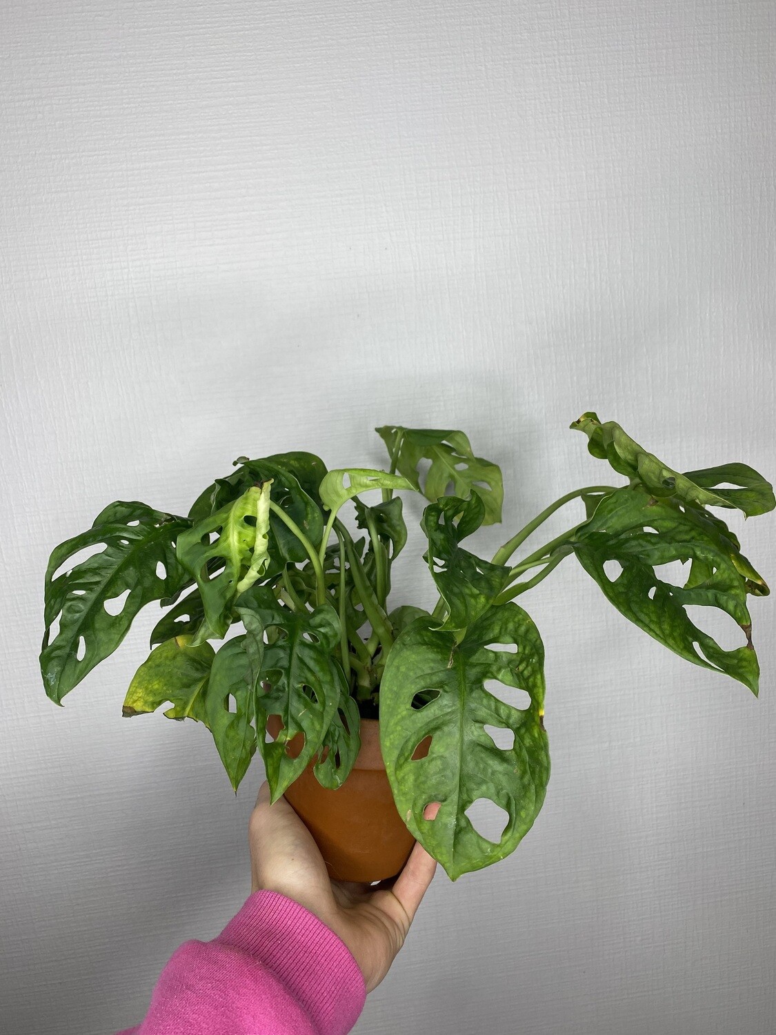 Monstera Monckey Leaf