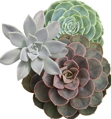 Succulentes
