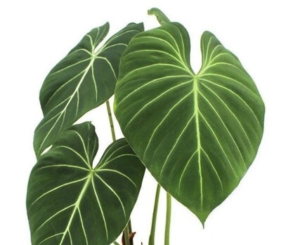 Philodendron